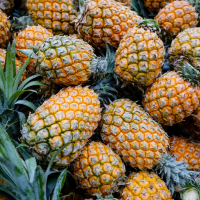 Fresh Pineapples Supplier